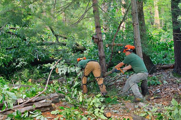 Trusted Coal Valley, IL Tree Services Experts